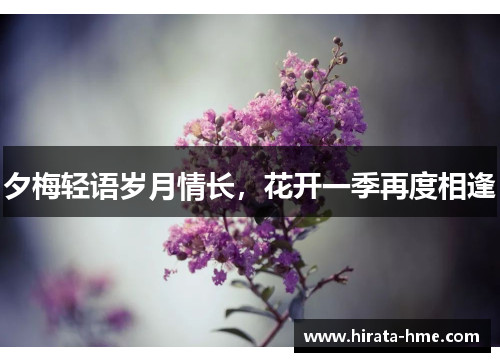 夕梅轻语岁月情长，花开一季再度相逢